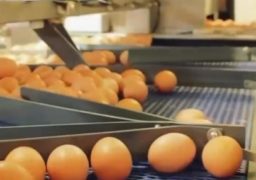 ANSVSA a retras de la vânzare peste 70.000 de ouă și peste 6 tone de produse alimentare