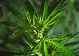 O comisie va decide la Ministerul Sănătăţii dacă va fi legalizat canabisul în România