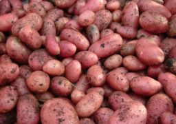 Viața de zi cu zi, tot mai scumpă. Cu cât s-au scumpit produsele alimentare și nealimentare