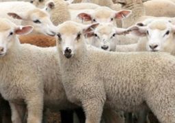 Nemulţumirile crescătorilor de ovine din România, prezentate luni într-o conferinţă organizată de Asociaţia Profesională a Ciobanilor