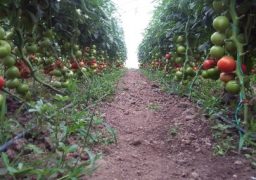 România poate acorda fermierilor un avans de până la 70% din plăţile directe în această toamnă