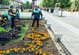 În Iaşi vor fi plantate peste 800.000 de flori