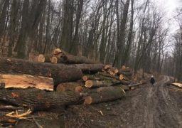 Dosar penal pentru furturile de copaci din pădurile Iaşului