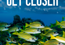 Expoziția de fotografie subacvatică „Get Closer”, semnată Alin Miu.