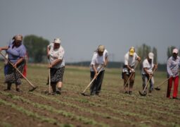 Unul din nouă ieșeni este fermier!