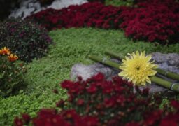 În perioada 1 – 3 octombrie 2021 Iașul va deveni locul de întâlnire și de expunere al „meșterilor florali” din zona Moldovei.