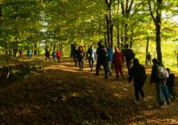 Proiect: Pădurea Dobrovăţ, inclusă în cadrul unui parc natural