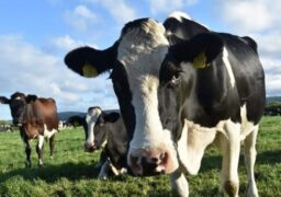 APIA: Cererile pentru ajutorul de stat în sectorul creşterii animalelor se depun până la 31 ianuarie