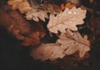 Prognoza meteo pentru următoarele săptămâni